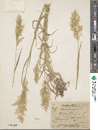 Trisetum flavescens image