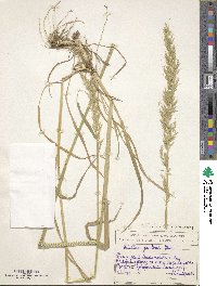 Trisetum flavescens image