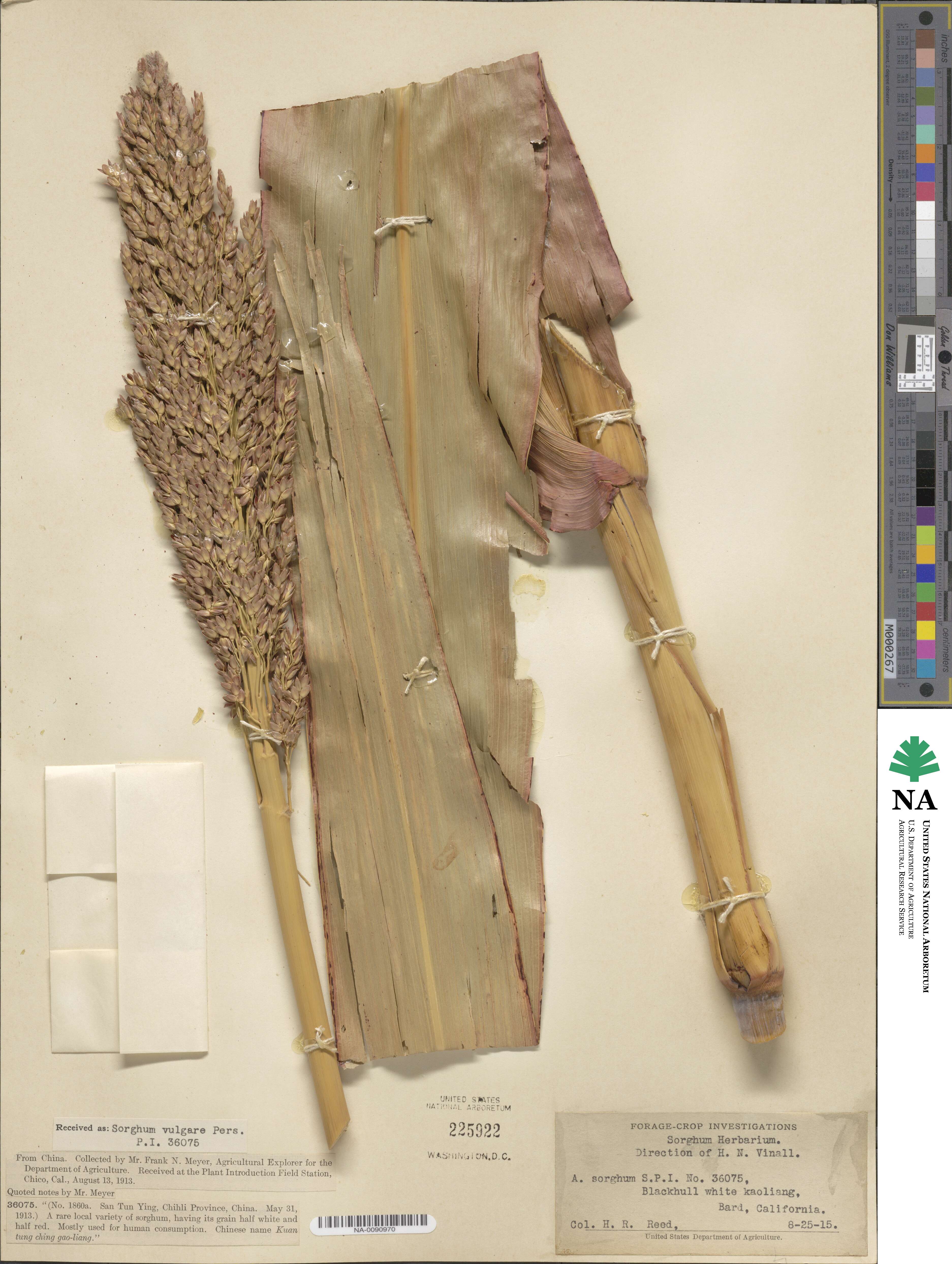 Sorghum image