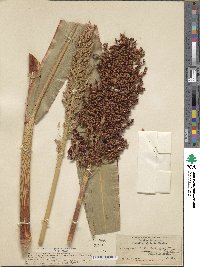 Sorghum bicolor image