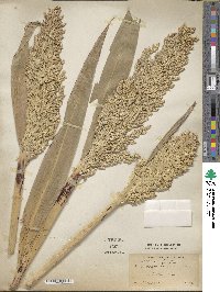 Sorghum bicolor image