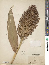 Sorghum bicolor image