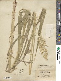 Sorghum arundinaceum image