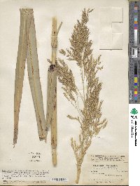 Sorghum arundinaceum image