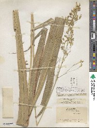 Sorghum arundinaceum image