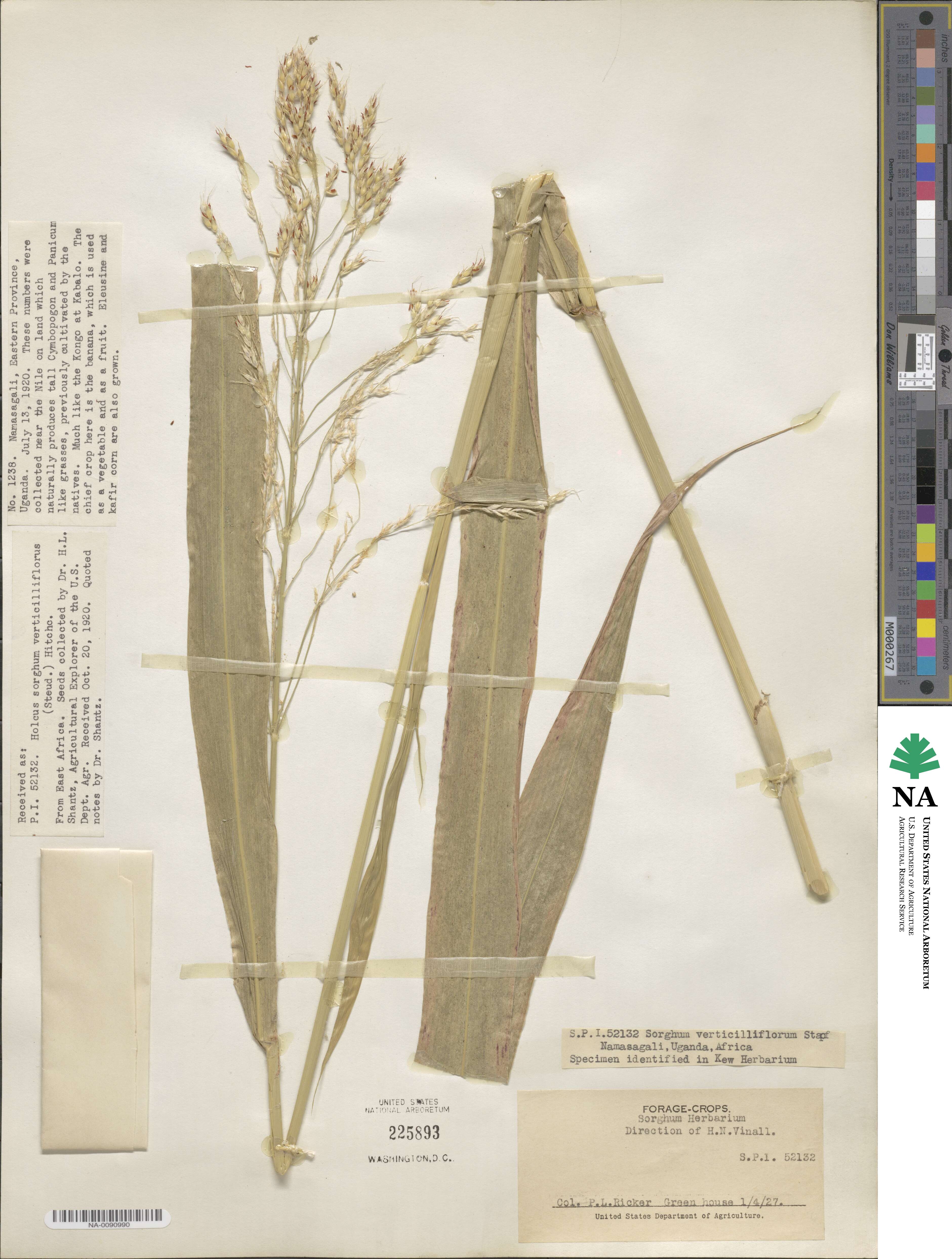Sorghum arundinaceum image