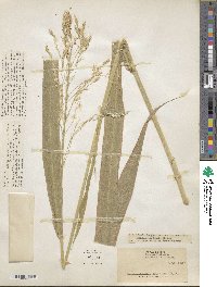 Sorghum arundinaceum image