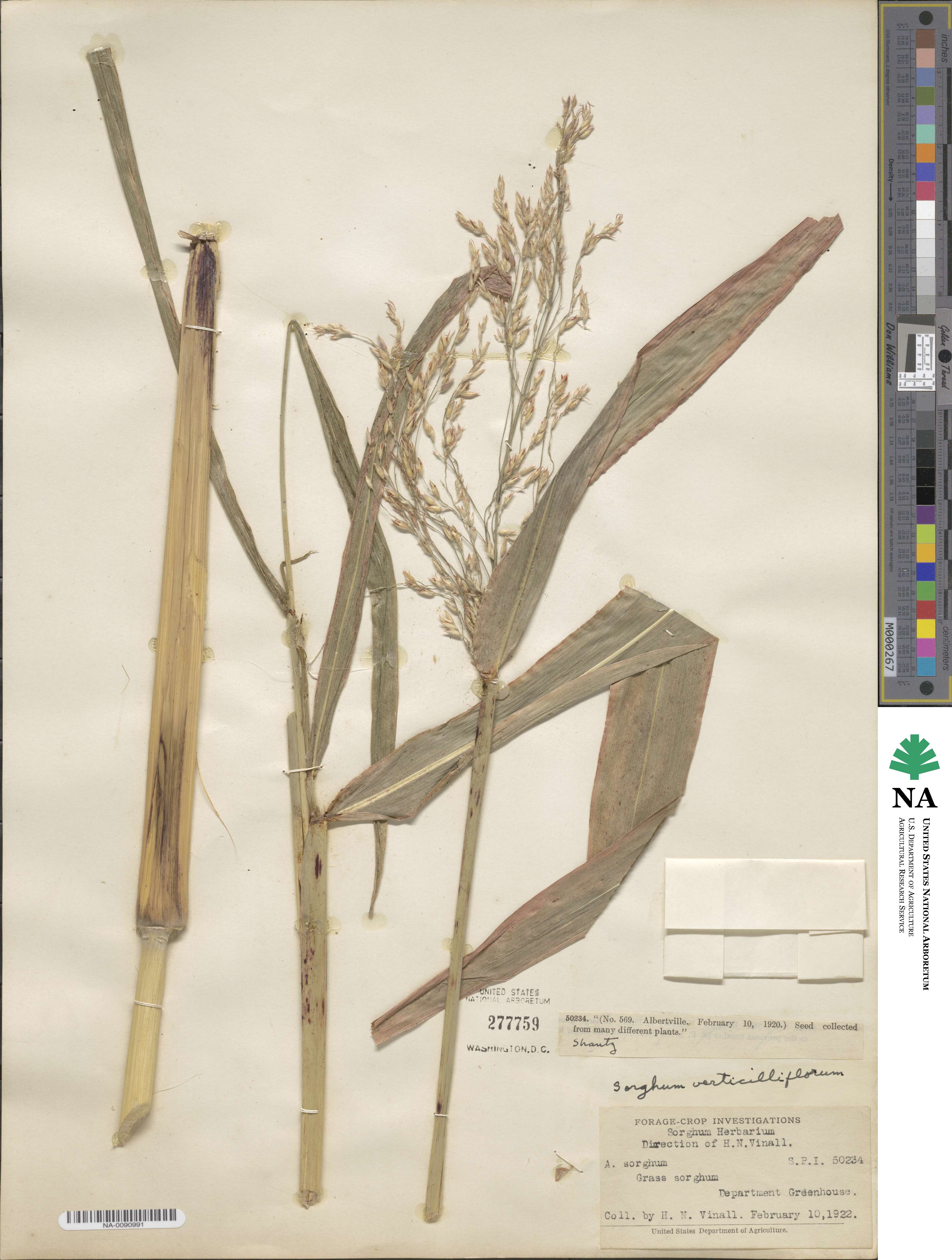 Sorghum arundinaceum image
