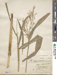 Sorghum arundinaceum image