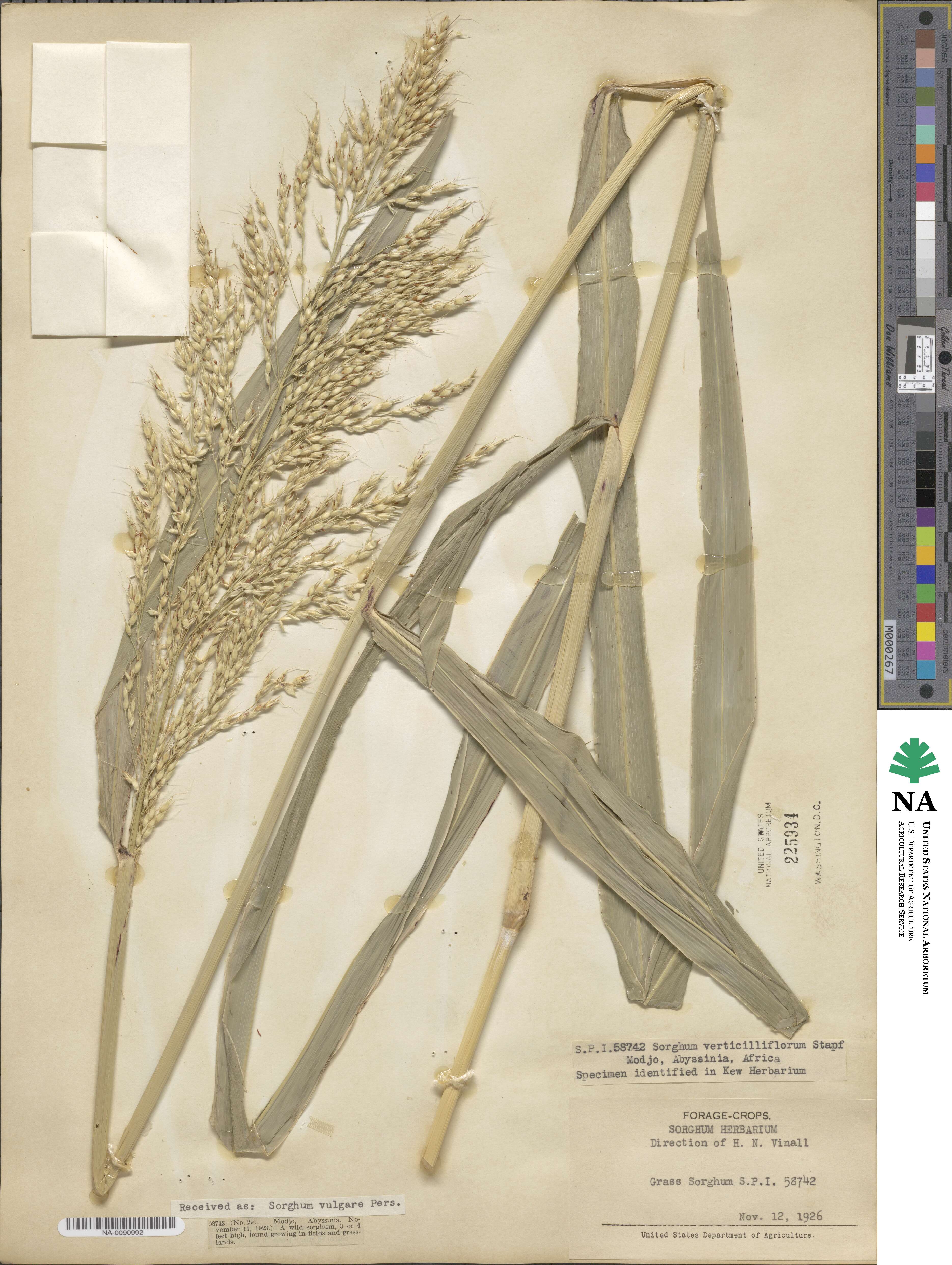 Sorghum arundinaceum image