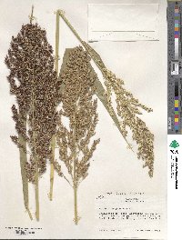 Sorghum bicolor image