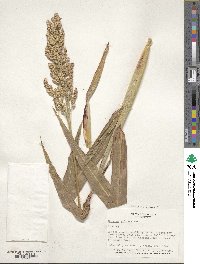 Sorghum bicolor image