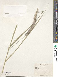 Sporobolus versicolor image