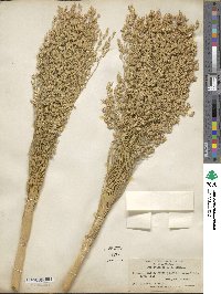 Sorghum bicolor image