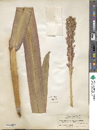 Sorghum bicolor image