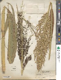 Sorghum bicolor image