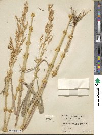 Sorghum halepense image