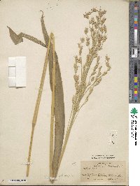 Sorghum halepense image