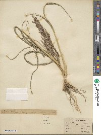 Sorghum halepense image