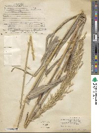 Sorghum halepense image