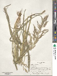 Sorghum halepense image