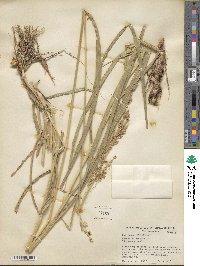 Sorghum halepense image