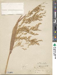 Sorghum halepense image