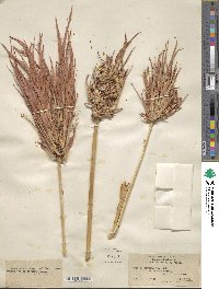 Sorghum halepense image