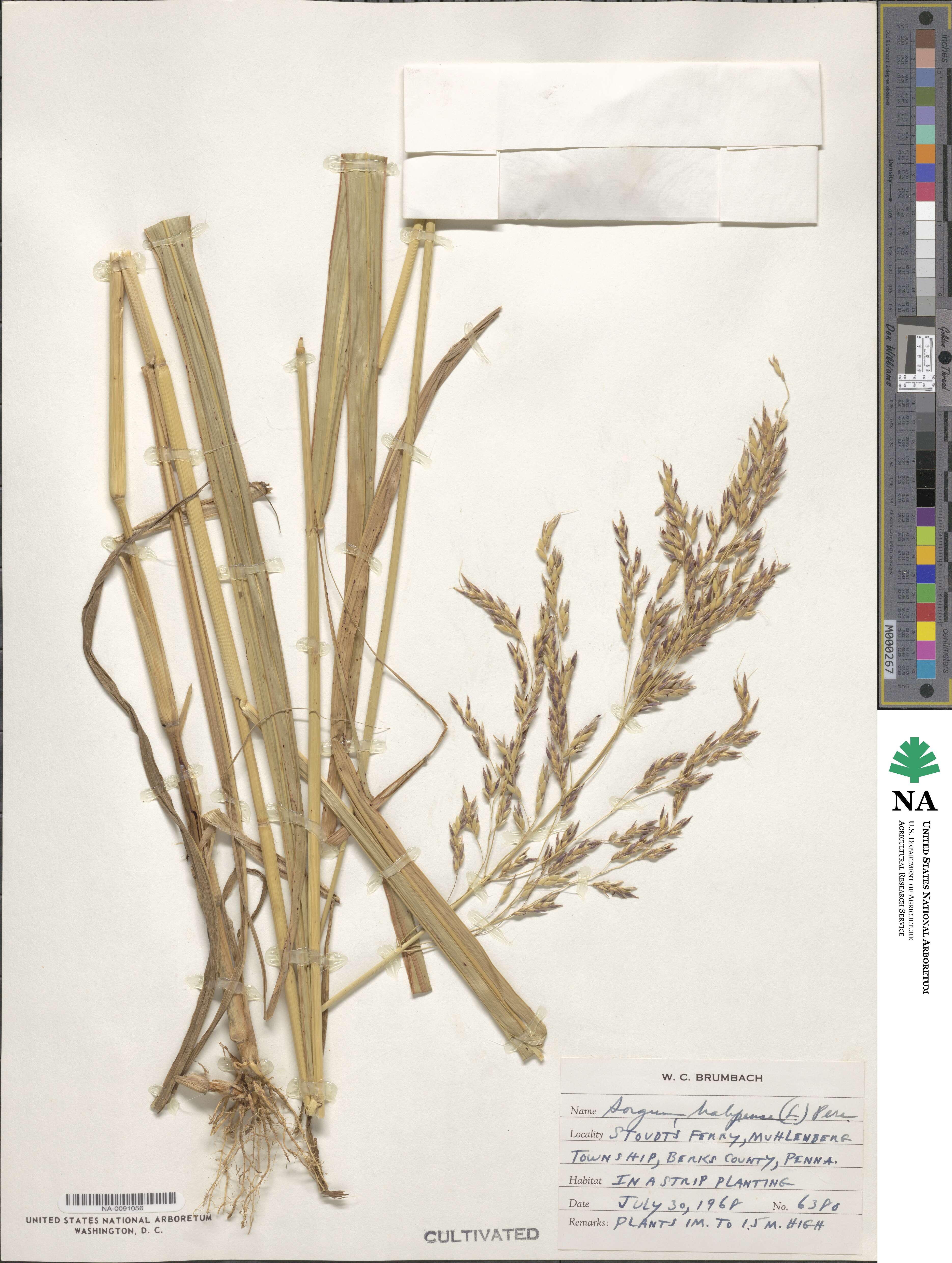Sorghum halepense image
