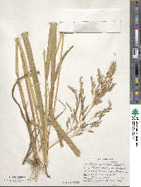 Sorghum halepense image