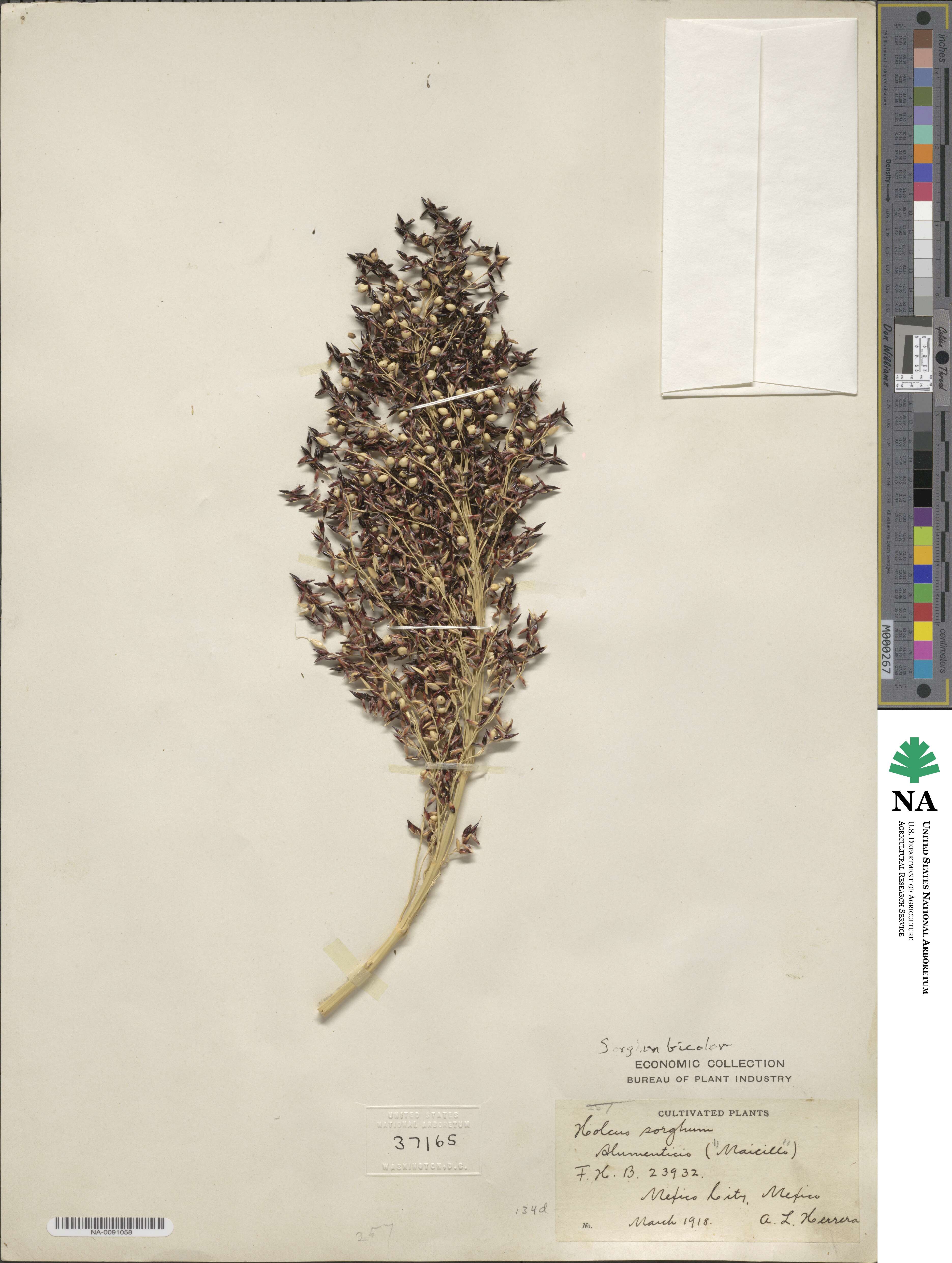 Sorghum bicolor image