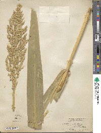 Sorghum halepense image