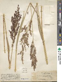 Sorghum halepense image