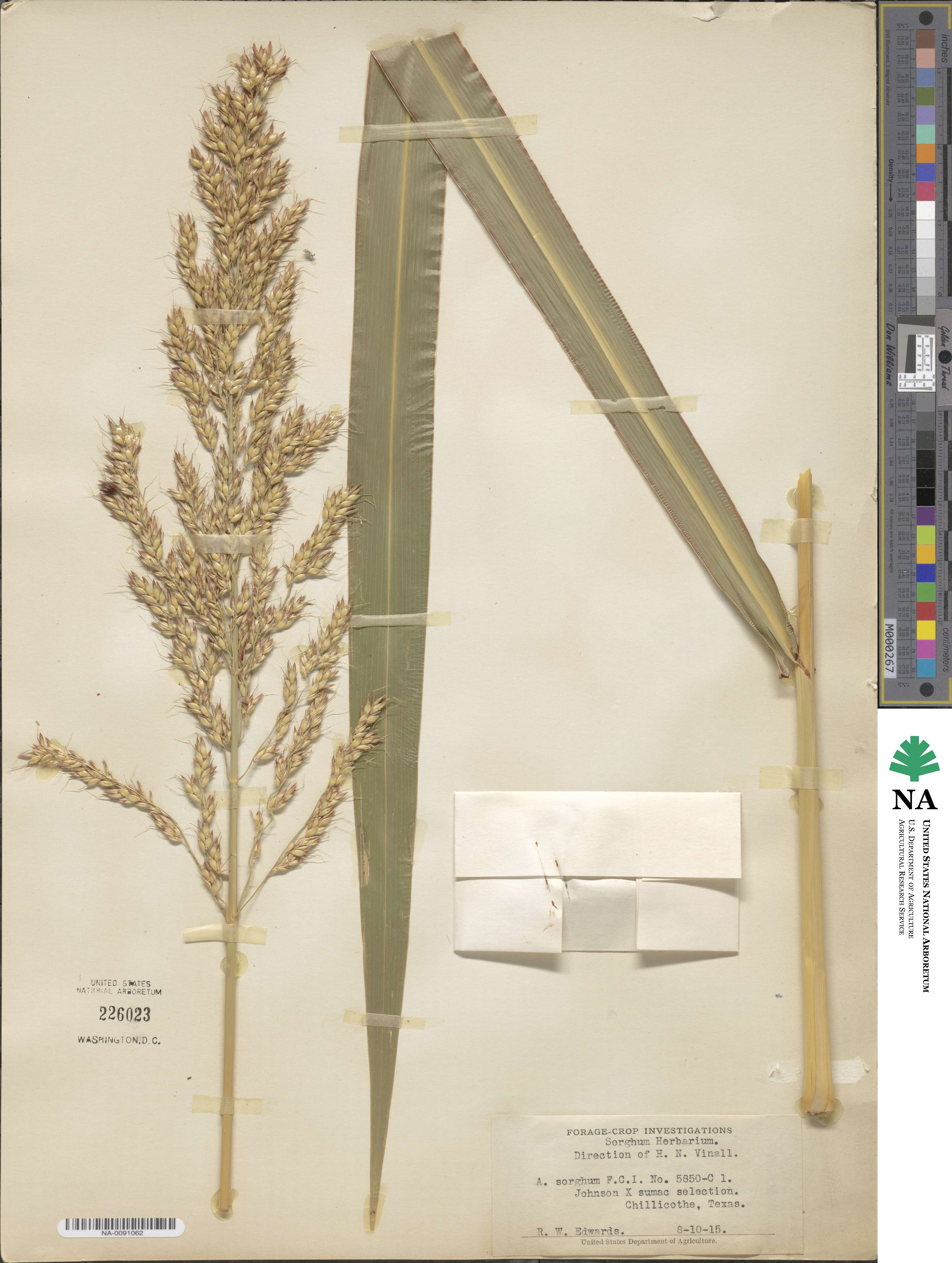 Sorghum halepense image