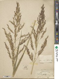 Sorghum halepense image