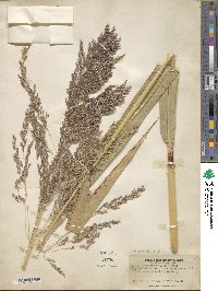 Sorghum halepense image