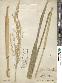 Sorghum arundinaceum image