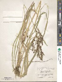 Sorghum niloticum image