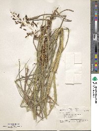 Sorghum nitidum image