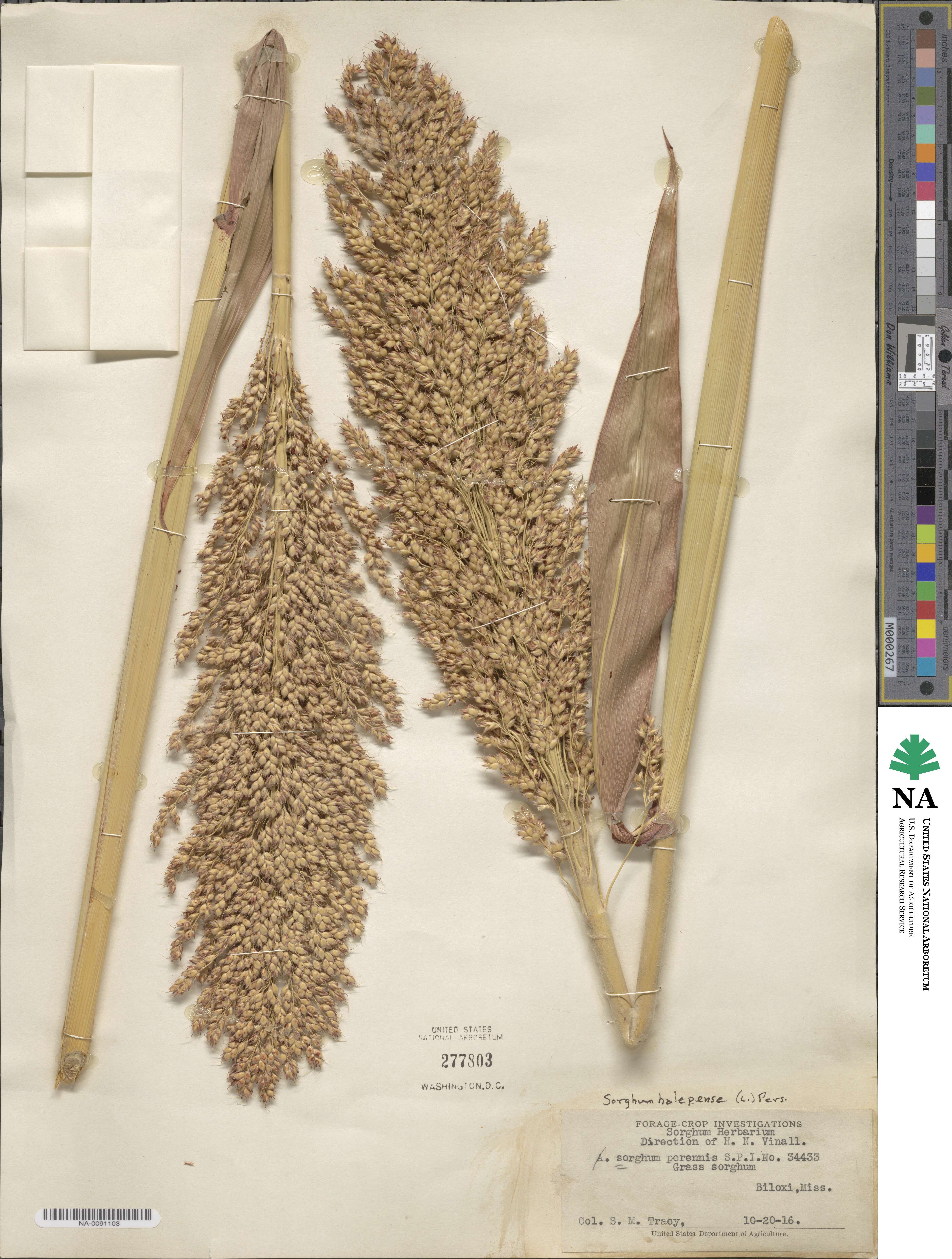 Sorghum halepense image