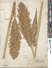 Sorghum halepense image