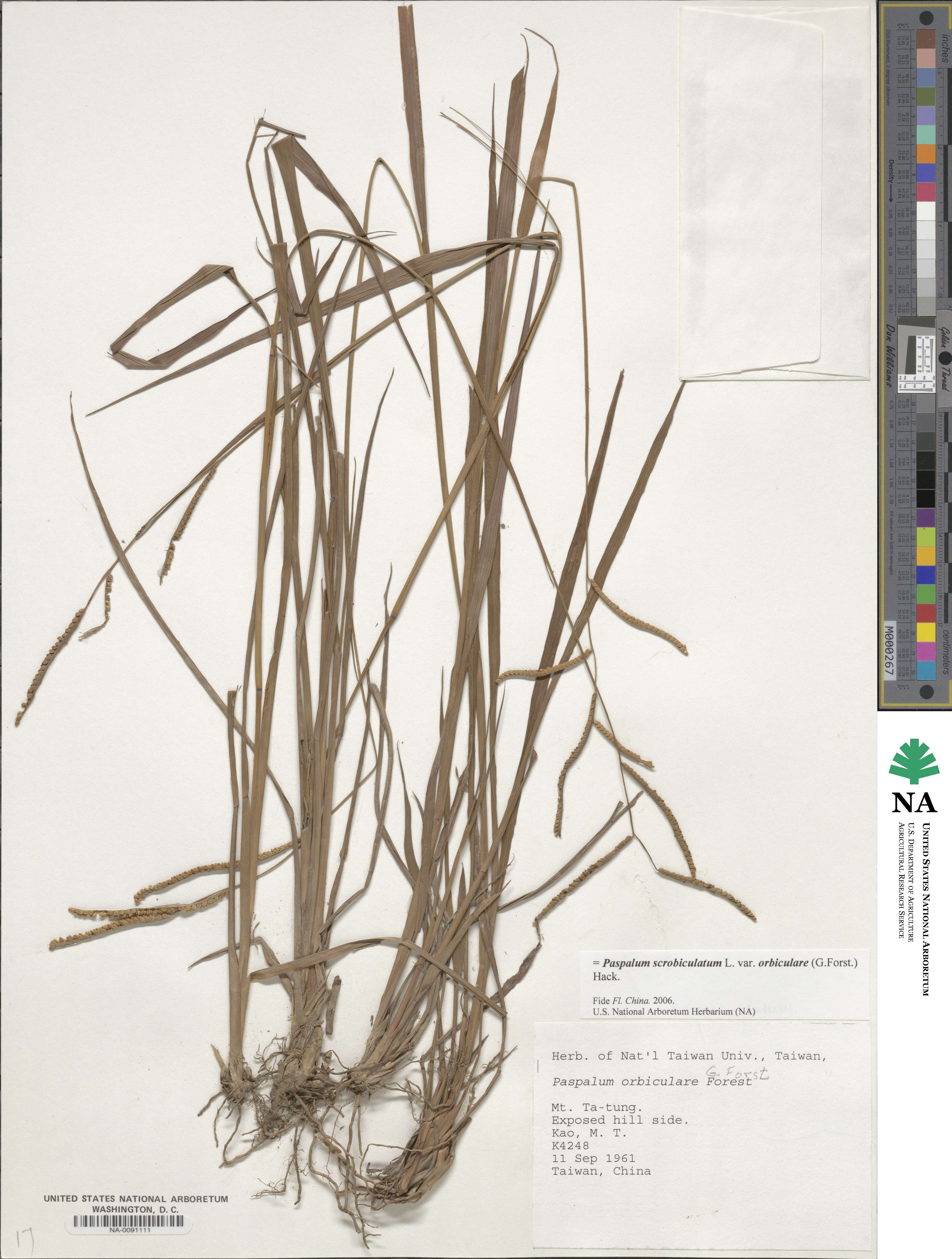 Paspalum scrobiculatum image