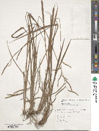 Paspalum scrobiculatum image