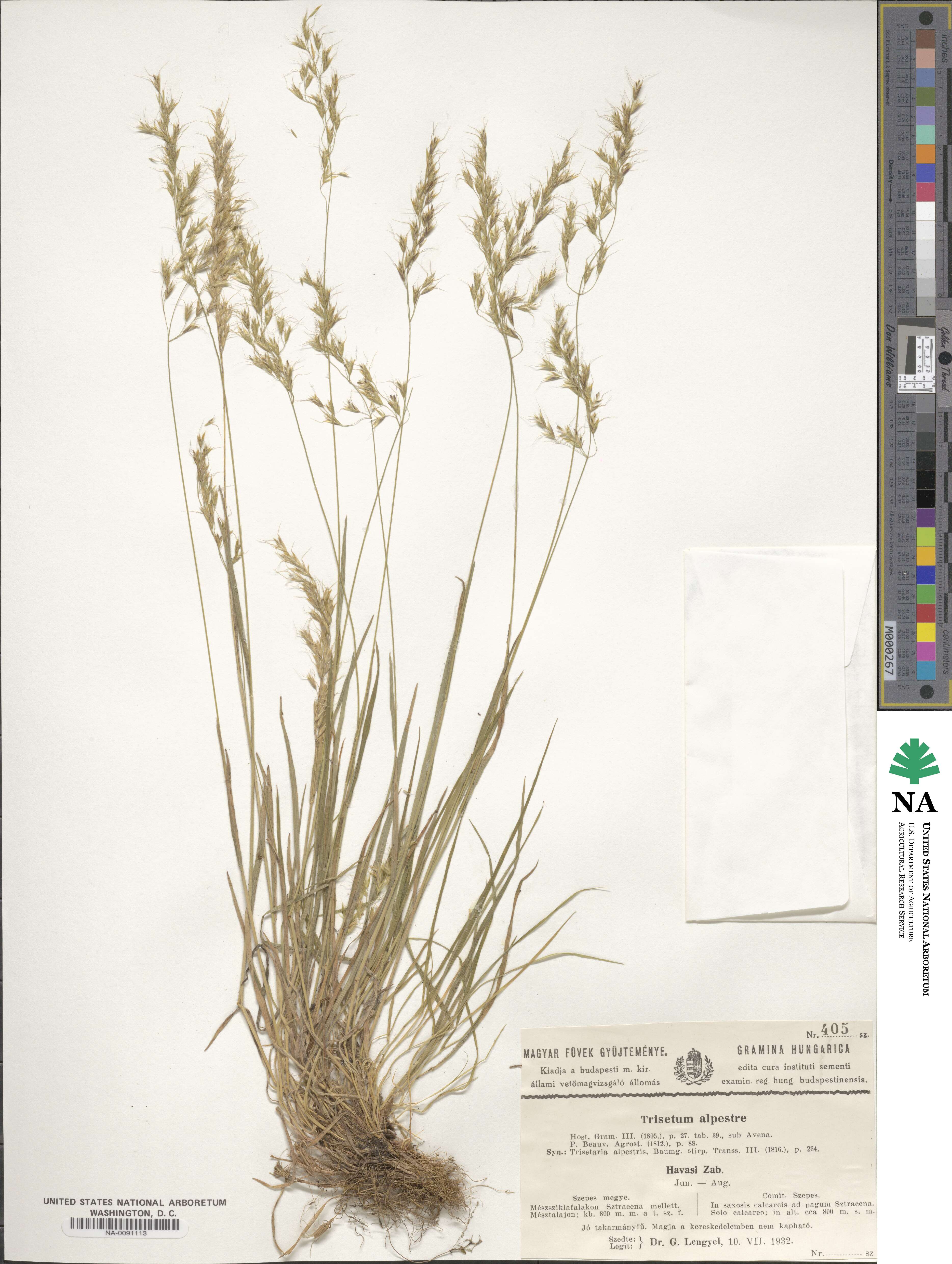 Trisetum alpestre image