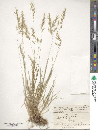 Image of Trisetum alpestre