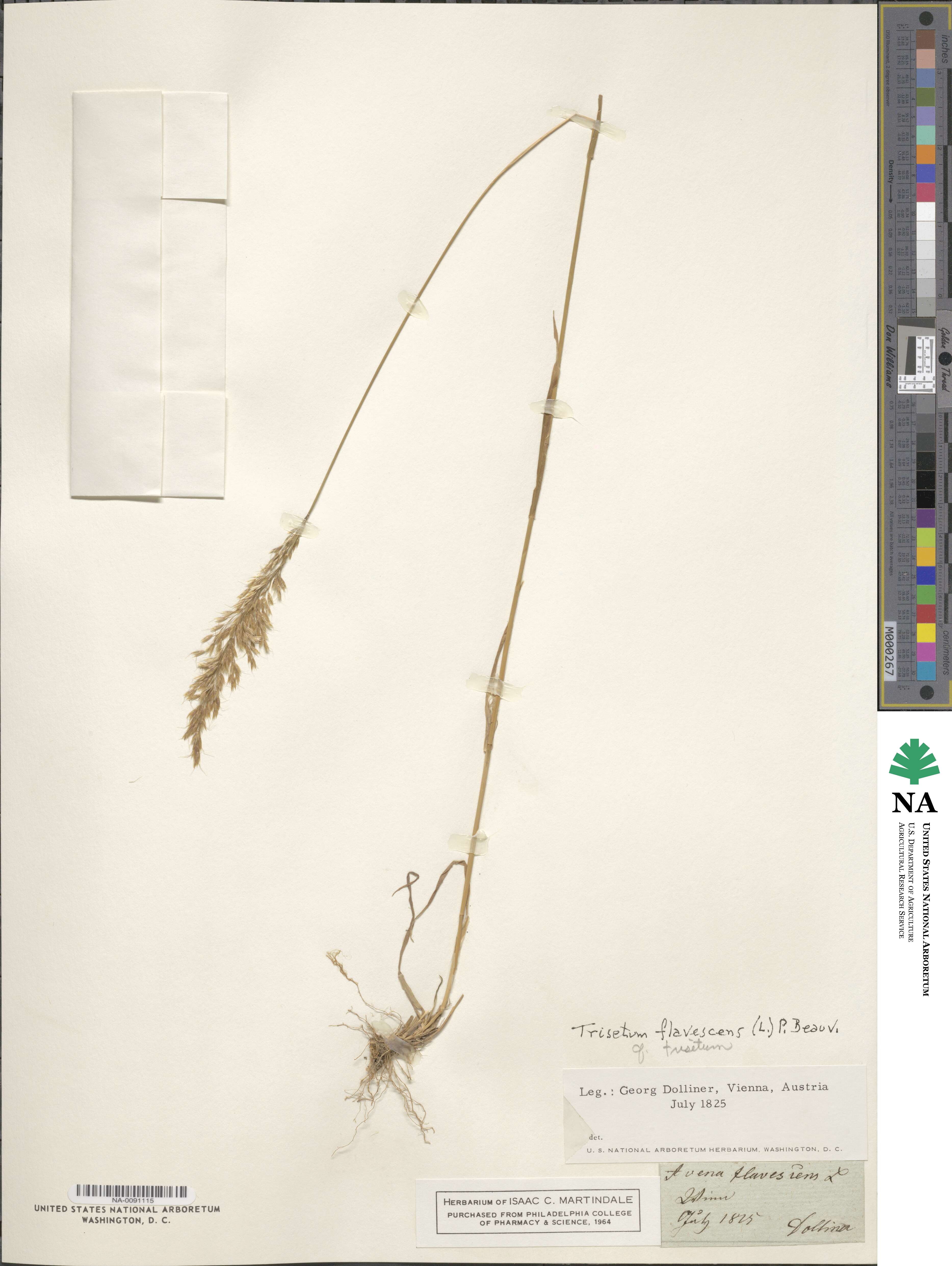 Trisetum flavescens image