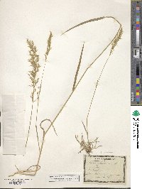 Trisetum flavescens image