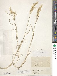 Trisetum flavescens image