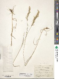 Trisetum flavescens image