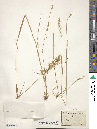 Trisetum flavescens image